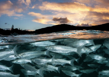 The new study suggests that ocean warming may not lead to the decline in nutrients and fisheries in the tropical Pacific predicted by earlier models. (Credit: Jordan Robins/Ocean Image Bank)