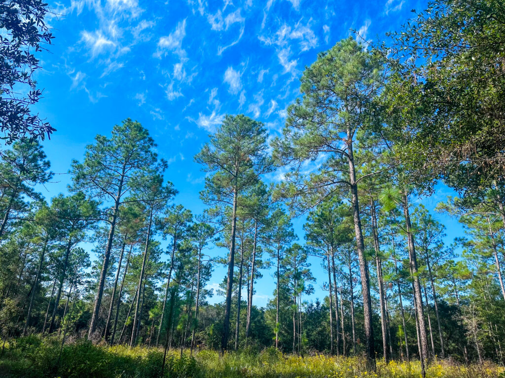 A restored longleaf pine forest at Nokuse Preserve in Northwest Florida. (Photo credit: Erica Feldkamp)