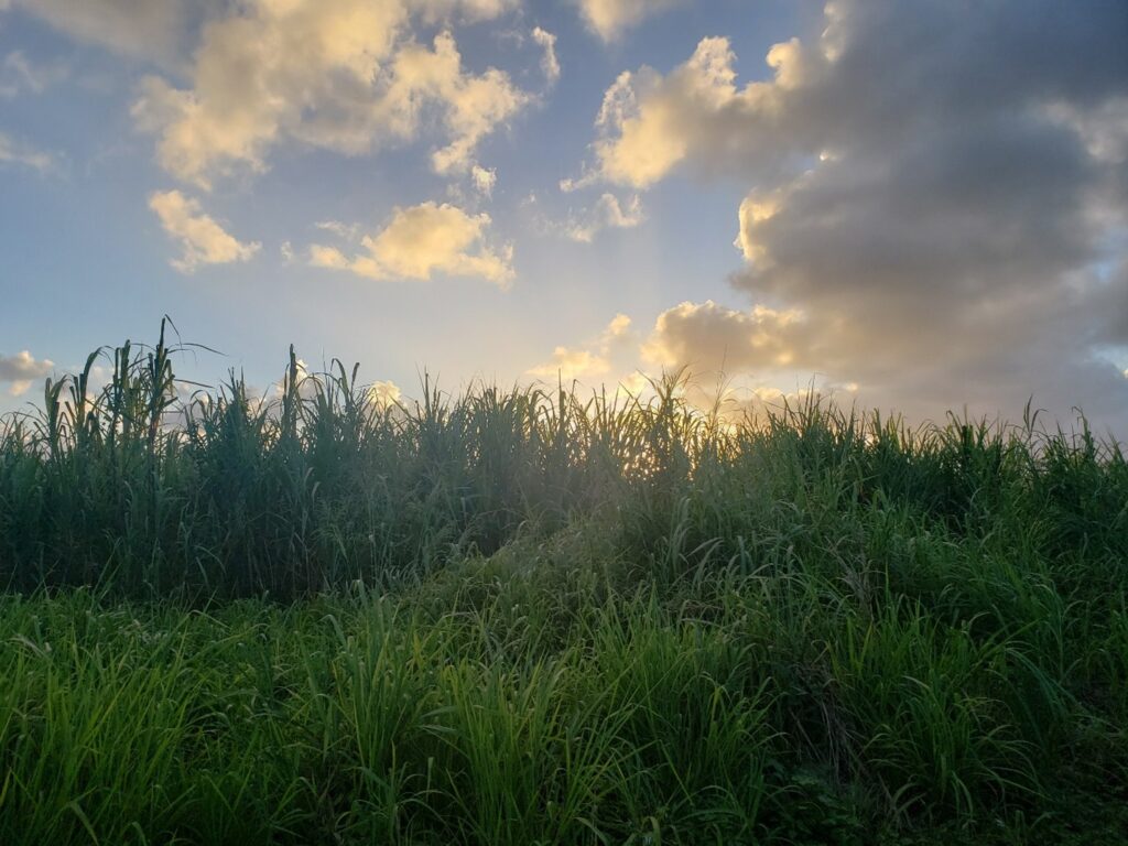 Vega Baja, Puerto Rico, 2024 (Photo by Adriana Garriga-López)