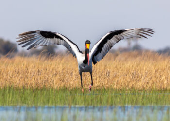 A saddle-billed stork in Botswana’s Okavango Delta (Diego Delso, CC BY-SA 4.0, via Wikimedia Commons)