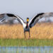 A saddle-billed stork in Botswana’s Okavango Delta (Diego Delso, CC BY-SA 4.0, via Wikimedia Commons)