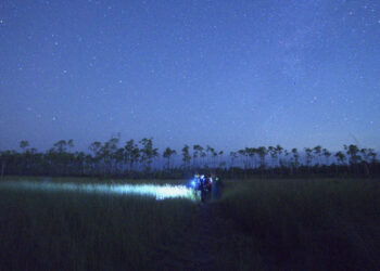 Stars shine above a grassy field in Big Cypress National Preserve on Nov. 30, 2024. (Photo by Sarah Henry)