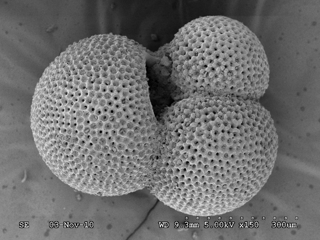 Foraminifera, like the one seen here, are considered the gold standard for analyzing conditions of the ancient ocean, as their robust shells preserve isotopes over millennia. (Credit: Bryan McCloskey)