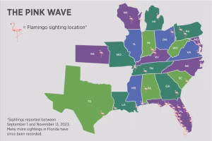 After Hurricane Idalia, more than 300 credible sightings of flamingos across the eastern U.S. were reported. (Audubon Florida)