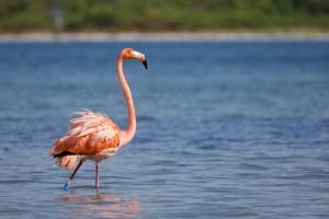 Peaches, who was blown into Florida by Hurricane Idalia in 2023, was sighted in Mexico in June 2025. (Kara Durda/Audubon Florida)