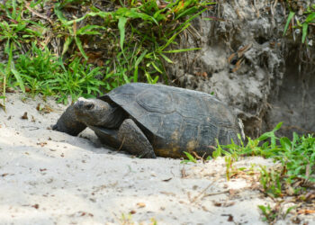 A gopher tortoise emerges from its burrow in South Florida. (iStock image)