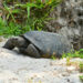 A gopher tortoise emerges from its burrow in South Florida. (iStock image)