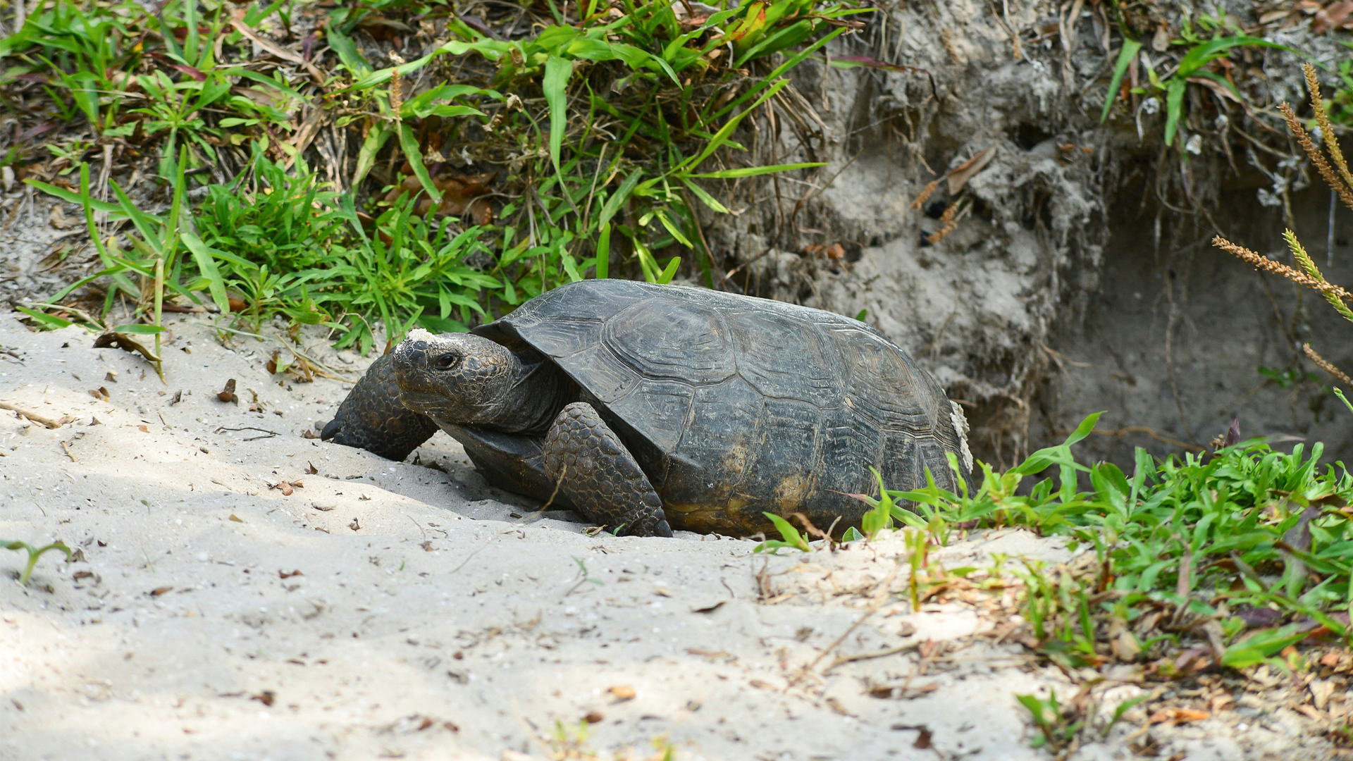 Saving gopher tortoises means protecting their homes, not just moving ...