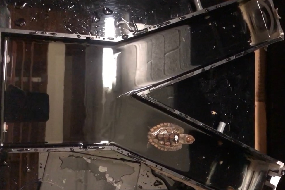 A loggerhead hatchling goes through the Y-maze to test its learning abilities. (Photo credit: Sarah Milton, Florida Atlantic University)