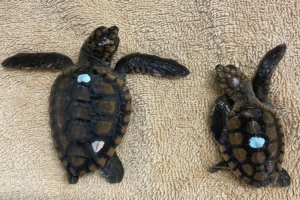 Two loggerhead hatchlings from different temperature treatments clearly shows the effect of temperature on their body size. (Photo Credit: Ivana Lezcano, Florida Atlantic University)