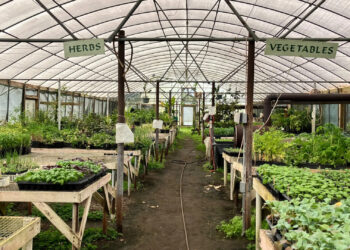 Herbs and vegetables grow in April 2025 in the greenhouse on the farm Kevin Guinn manages. (Credit: Tarryn Nichols)