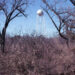 A water tower over dry forest in Texas (iStock image)