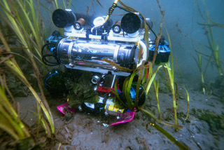 A Reefgen robot amid seagrass. (Photo courtesy of Reefgen)