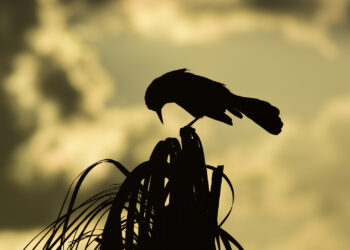 A boat-tailed grackle on a sabal palm at Sweetwater Wetlands Park in Gainesville (iStock image)