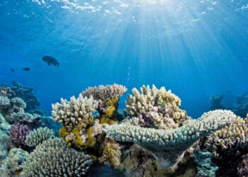 A reef with some healthy corals and some corals with signs of bleaching (NOAA, Public domain, via Wikimedia Commons)