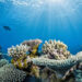 A reef with some healthy corals and some corals with signs of bleaching (NOAA, Public domain, via Wikimedia Commons)