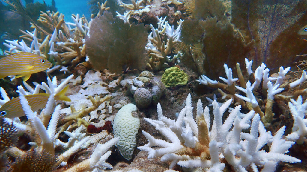 Bleached staghorn and brain corals at Sombrero Key Reef in the Florida Keys in the summer of 2023. (Ananda Ellis/NOAA, Public domain, via Wikimedia Commons)