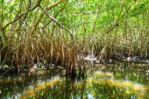 A forest of red mangrove trees are seen in muddy waters. The prop roots have bumps on them that deliver air below the surface because the area is very anaerobic. (Photo by Jason Matthew Walker)