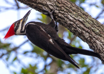 A pileated woodpecker in Florida (iStock image)