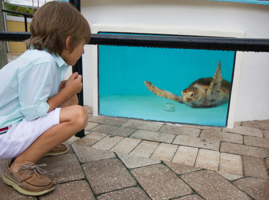 Loggerhead Marinelife Center in Juno Beach rehabilitate injured turtles and deliver world-class education programs. (Photo courtesy of Loggerhead Marinelife Center)