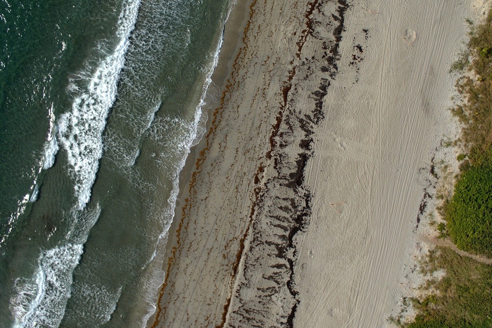 Unmanned aerial vehicle (drone) aerial image of a beach in Boca Raton capturing the tracks of a nesting sea turtle. (FAU)