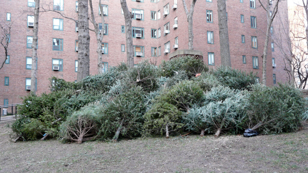 Discarded Christmas trees outside of an apartment building in New York (Marianne O'Leary, CC BY 2.0, via Wikimedia Commons)