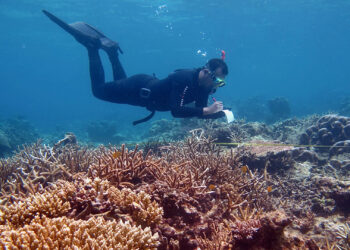 A diver collects data on a coral reef in Indonesia. (Fakhrizal Setiawan, CC BY-SA 4.0, via Wikimedia Commons)
