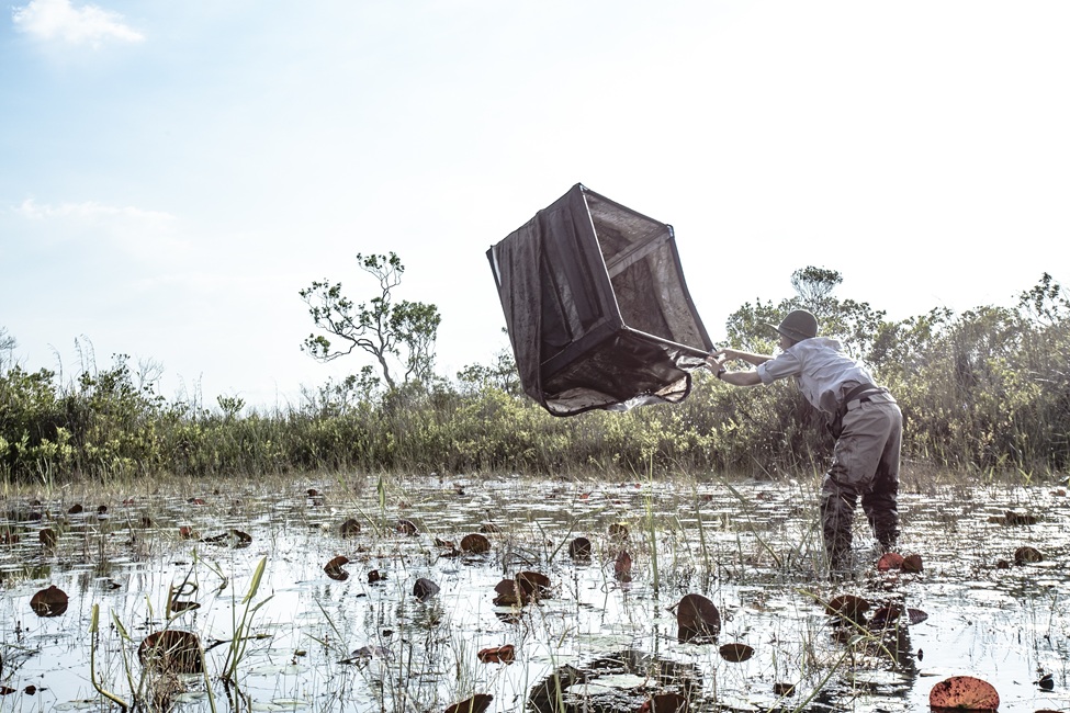 A researcher conducts fieldwork in the Florida Everglades. (Photo by Alex Dolce, FAU)