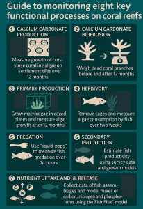 Steps to measure ecosystem functioning on coral reefs. (Author provided)