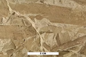 Found in Citrus County, Florida, in 1989, this exceptional rock slab preserves multiple blades of seagrass, proving that these grasses have been around Florida for at least 40 million years. (Roger W. Portell, Florida Museum of Natural History)