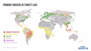 Where different types of deforestation are most prominent. Shifting agriculture, shown in yellow, reflects land temporarily cleared for agriculture and later allowed to regrow. (Project Drawdown, data from Curtis et al., 2018, CC BY-ND)