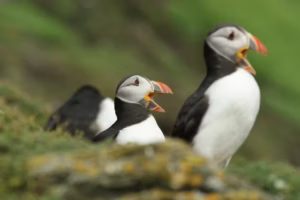 If an Atlantic puffin consumes just three sugar cubes’ worth of plastic, it faces a 90% chance of death. (Christina Winkler/Ocean Conservancy)