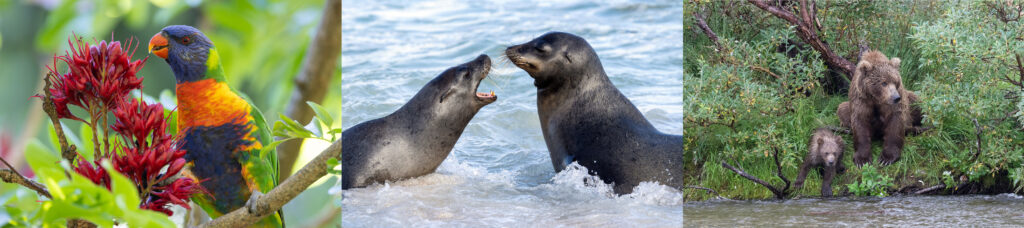 Wildlife photos taken by Gabby Salazar (Images courtesy of Salazar)