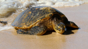 A green sea turtle on a beach (Robert Linsdell, CC BY 2.0, via Wikimedia Commons)