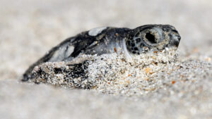 A green sea turtle hatchling at Archie Carr National Wildlife Refuge (U.S. Fish and Wildlife Service Southeast Region, Public domain, via Wikimedia Commons)