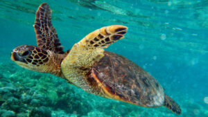 A green sea turtle swimming (Brocken Inaglory, CC BY-SA 3.0, via Wikimedia Commons)