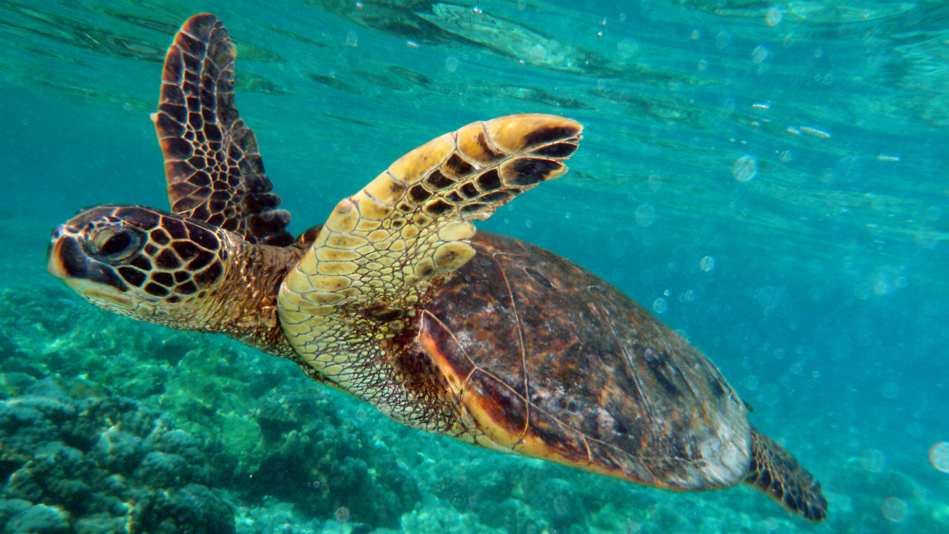 Turtle Secretary Turtles and whales are endangering us, defense secretary claims | The ...