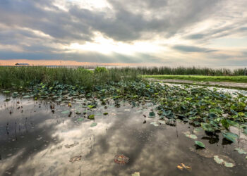 Lake Apopka in Central Florida (iStock image)
