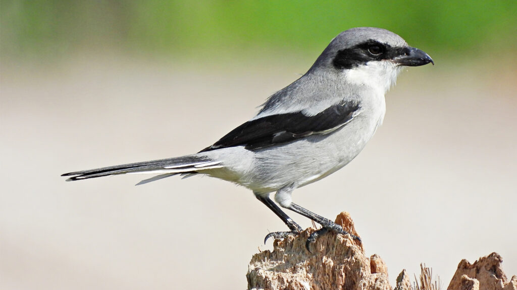 Birding in wild Florida: a quest for the common and the elusive – The Invading Sea