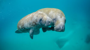 A mother manatee and her calf swimming (Sam Farkas/NOAA Photo Library, CC BY 2.0, via Wikimedia Commons)