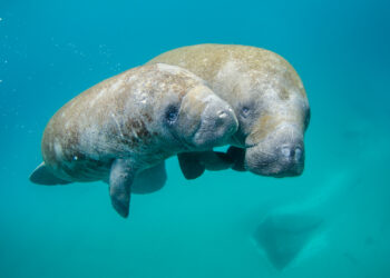 A mother manatee and her calf swimming (Sam Farkas/NOAA Photo Library, CC BY 2.0, via Wikimedia Commons)