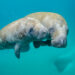 A mother manatee and her calf swimming (Sam Farkas/NOAA Photo Library, CC BY 2.0, via Wikimedia Commons)