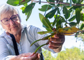Feller inspects a cluster of propagules on a mangrove while at the Round Island South Conservation Area. (Photo by Jason Matthew Walker)