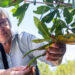 Feller inspects a cluster of propagules on a mangrove while at the Round Island South Conservation Area. (Photo by Jason Matthew Walker)