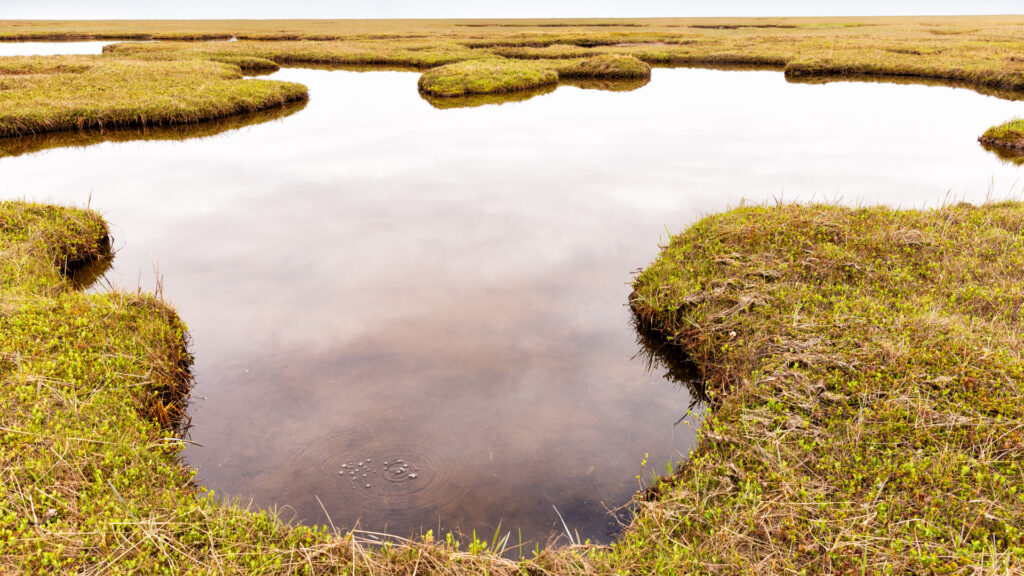 Methane bubbles from melting permafrost rise to the surface of a tundra pond on Kigigak Island in the Yukon Delta National Wildlife Refuge. (Lisa Hupp/USFWS, Public domain, via Wikimedia Commons)