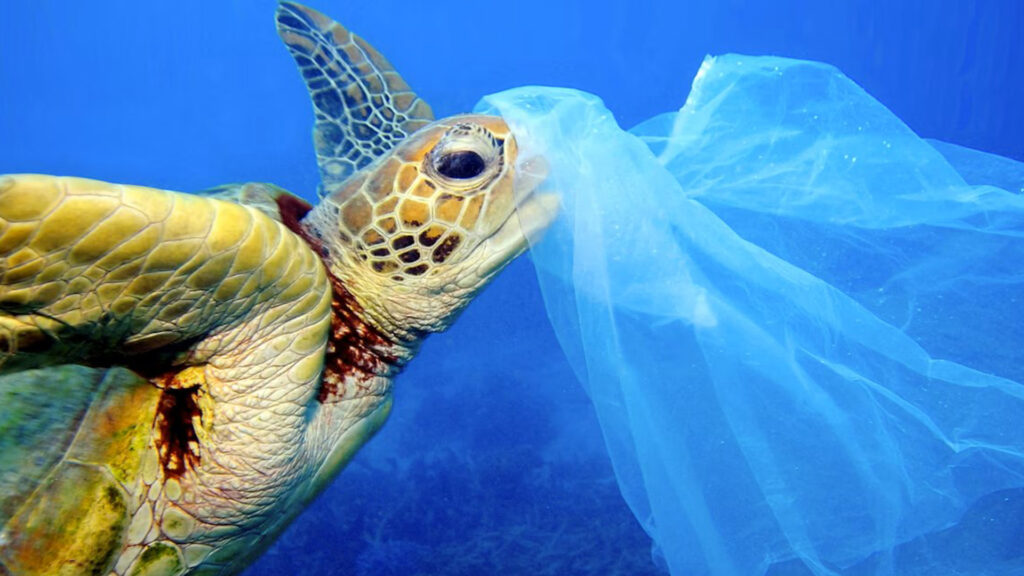 When swallowed, plastics can block or puncture an animal’s organs or cause lethal twisting of the digestive tract, also known as torsion. (Troy Mayne/Ocean Conservancy)