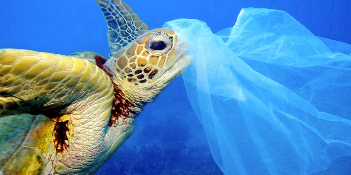 When swallowed, plastics can block or puncture an animal’s organs or cause lethal twisting of the digestive tract, also known as torsion. (Troy Mayne/Ocean Conservancy)