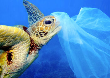 When swallowed, plastics can block or puncture an animal’s organs or cause lethal twisting of the digestive tract, also known as torsion. (Troy Mayne/Ocean Conservancy)
