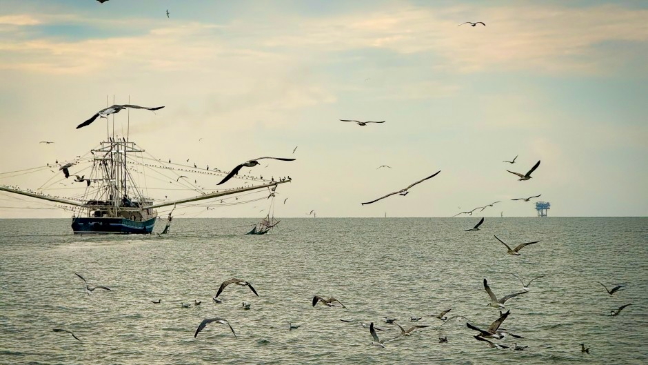 Shrimp boat fishing in the summer of 2025 in the Gulf of Mexico near oil rigs off the coast of Louisiana. (Image: Jerry Millburn, NOAA fisheries observer)