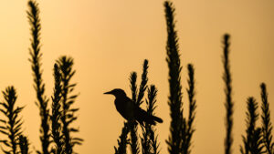 A bird perched atop dune grass at sunset (iStock image)